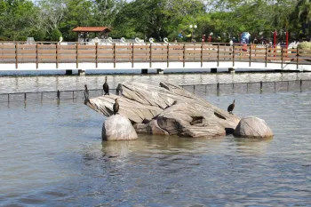 Temporada Verão - Sede Campestre